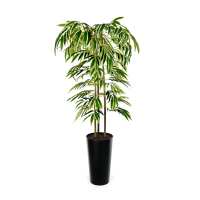 Read Evergreen Direct Reviews